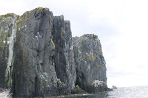 The beautiful cliffs of the Isle of May